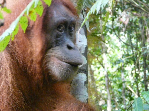 Orangutan face