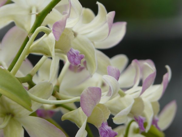 Temple Orchids