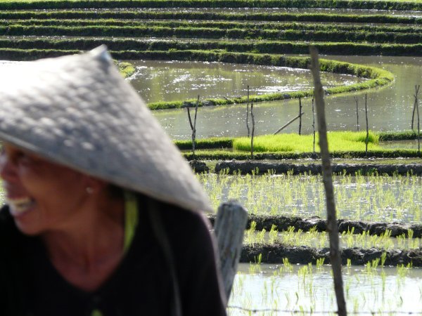 Laughing Lady and rice terraces