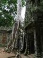 Tree roots envelope the temples at Ta Phrom