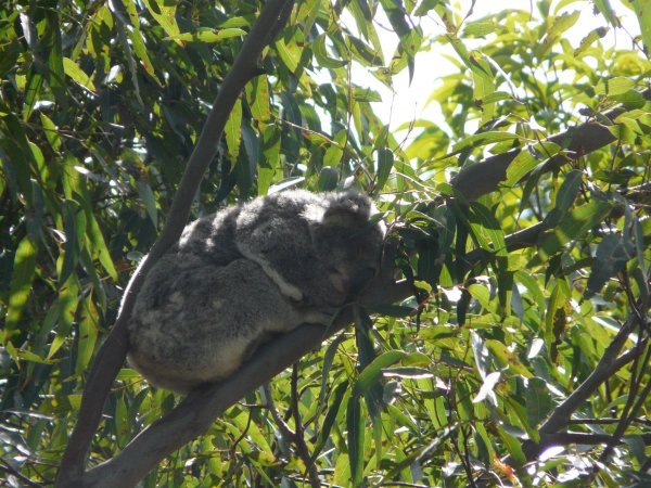 Sleepy Koala ...