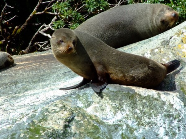 Seals -  Milford Sound