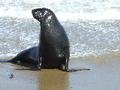 Sea Lions - Catlins