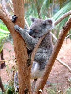 koala _ wish we could hug them