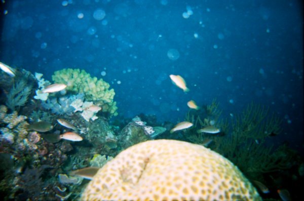 Corals and fishes