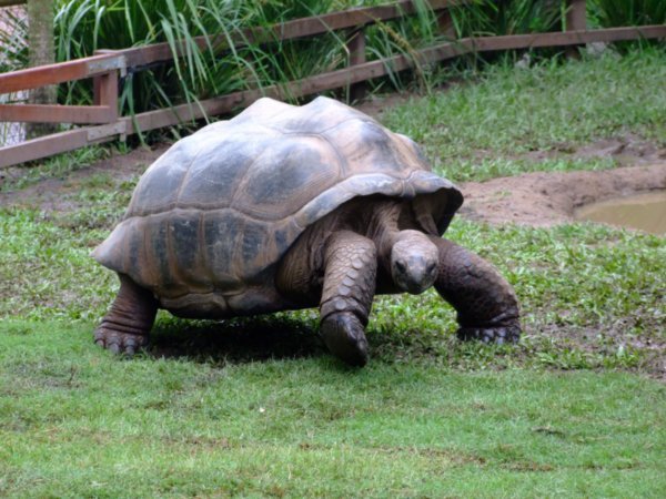 Giant tortoise 150 years old !