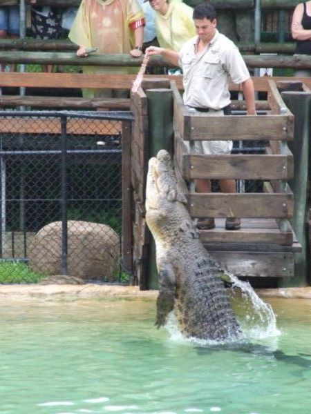 Some brave man feeding the crocs