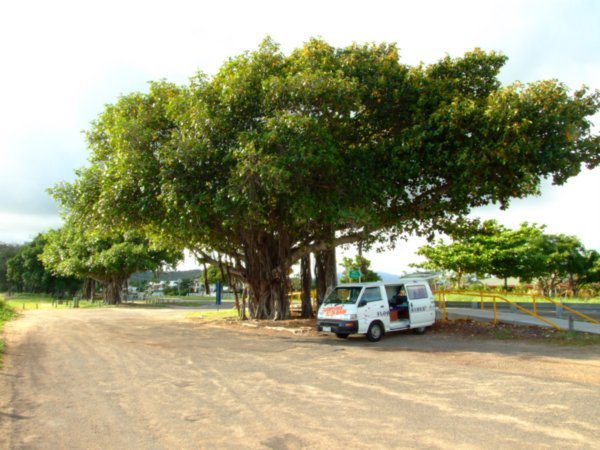Townsville Slept under a fig tree
