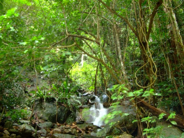 Rainforest near Cairns Crystal waterfall
