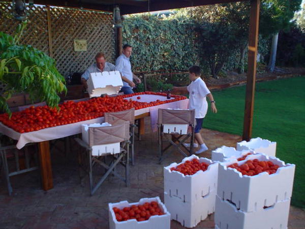 The tomatoes arrive