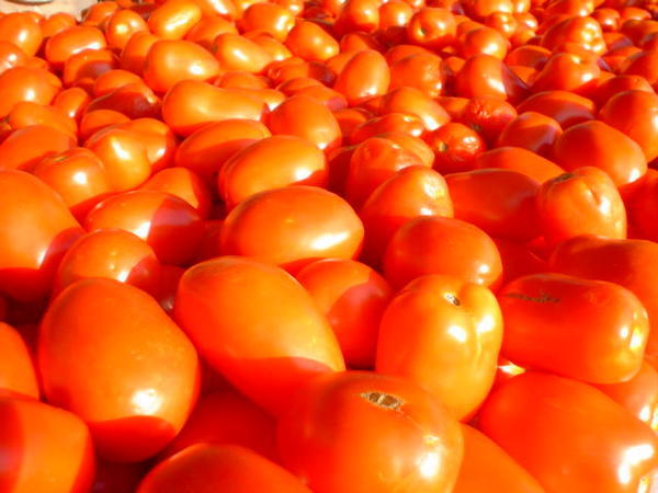 A love affair with the tomato