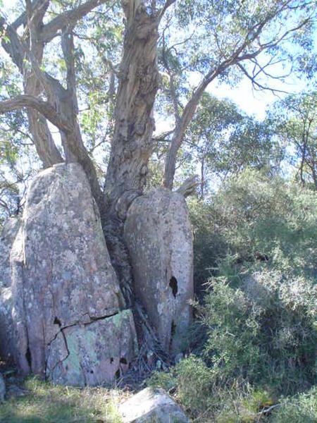 Another granite tree