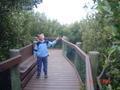 Mangrove walk