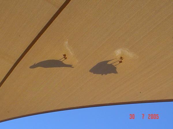 Seagulls on the tarp