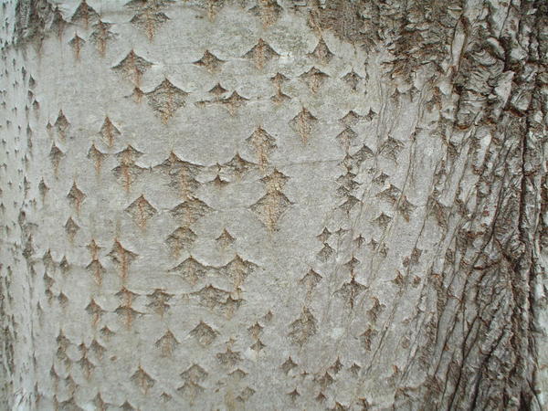 Tree marks