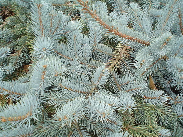 Conifer detail