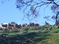 Sheep on the Ranges