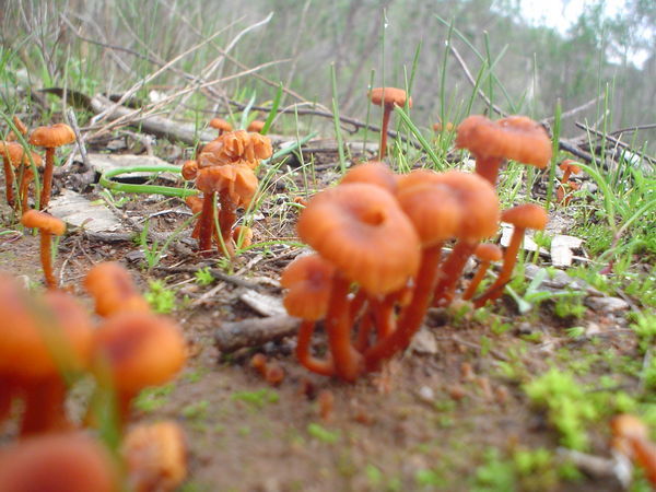 Mini fungi