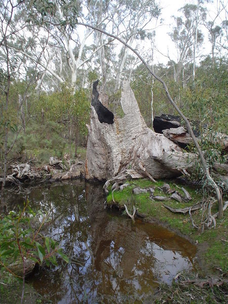 Old tree in creek