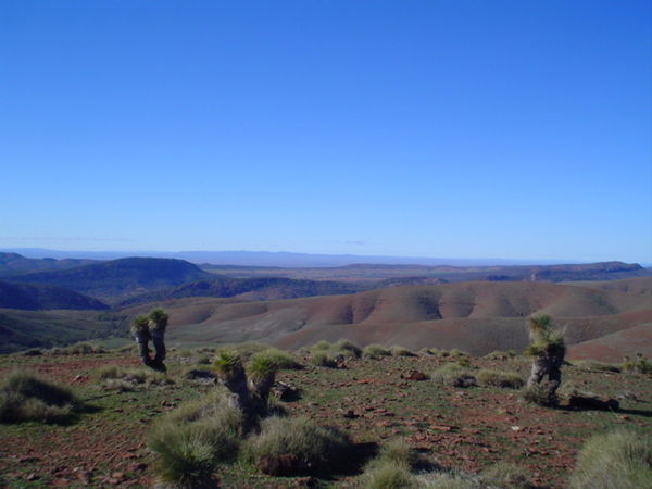 Spinifex, grass trees and a view
