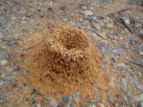 Ant hill