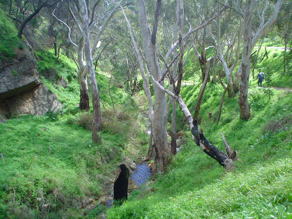 Creek flowing in the gully