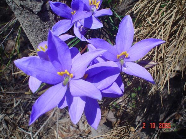 A close up of the Purple flowers