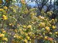 Yellow - flowering bush