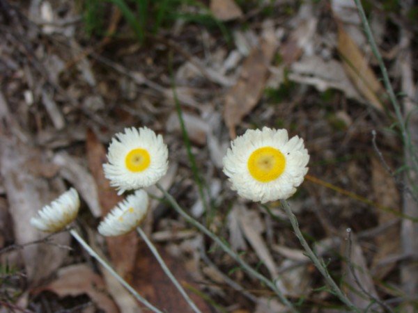 Egg flowers