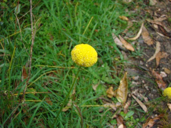 Primative yellow flower