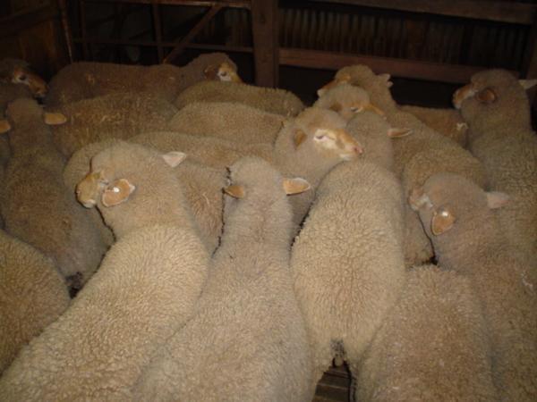 Sheep waiting to be shorn