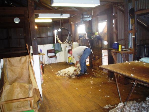 The shearing shed