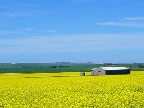 Shed in Canola crop