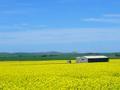 Shed in Canola crop