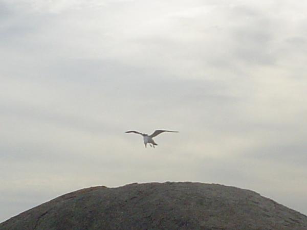 Pacific Gull at Umbrella Rock