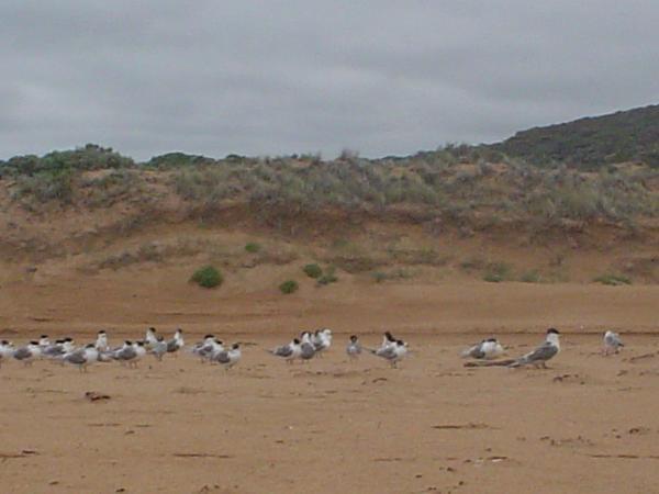 Sooty terns