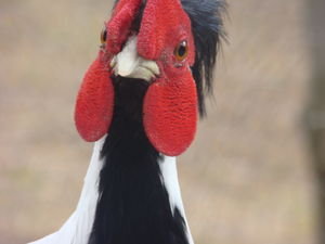 Pheasant close up