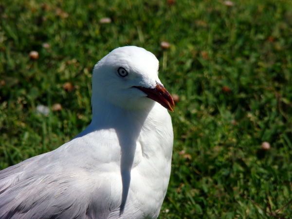 Visiting seagull 