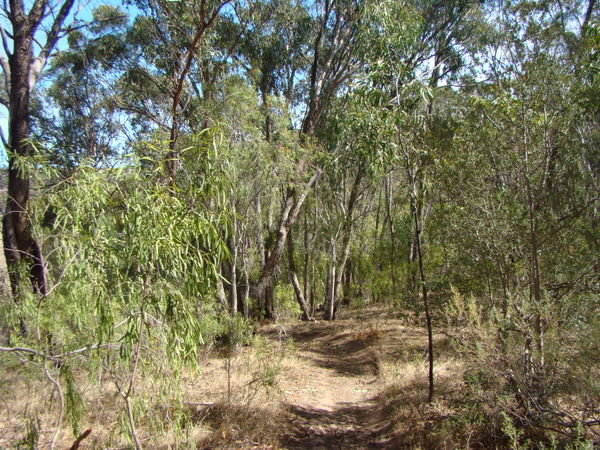 Lightly wooded bush path