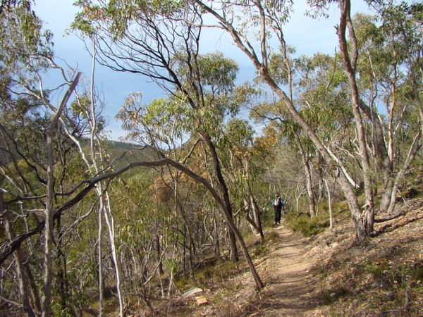Bushland trail