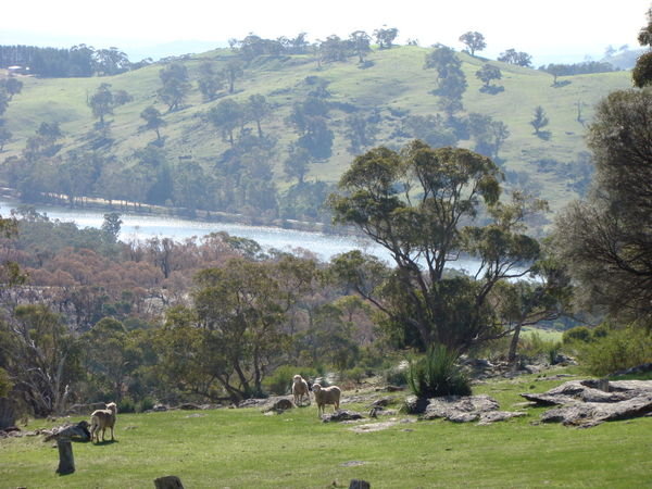 Sheep and the Warren reservoir