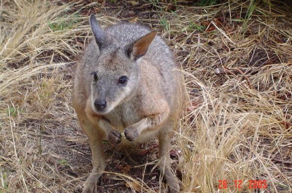 Kangaroo Island