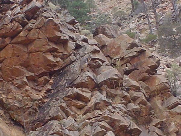 Spot the yellow-footed rock wallaby?