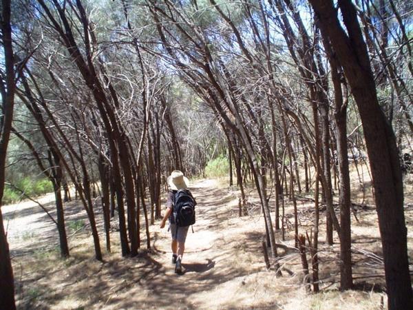 Cassurina forest