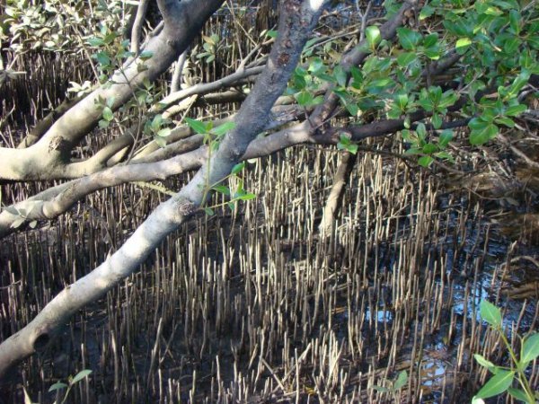 Mangroves walkway