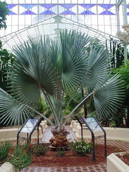 Centre of Palm house