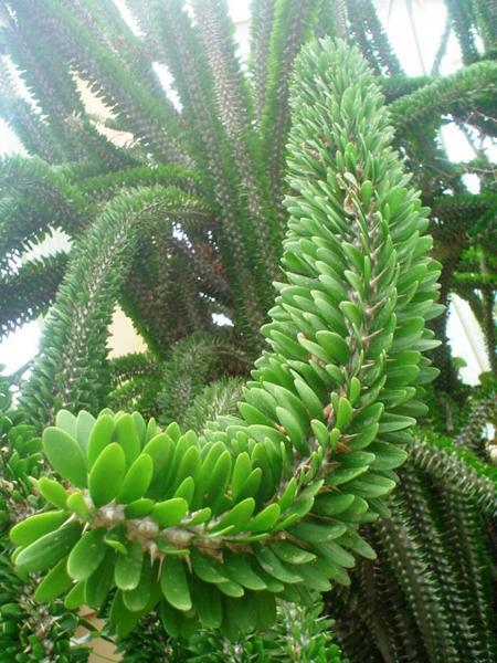 Magagascar plant