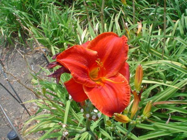 Red pond-side flower