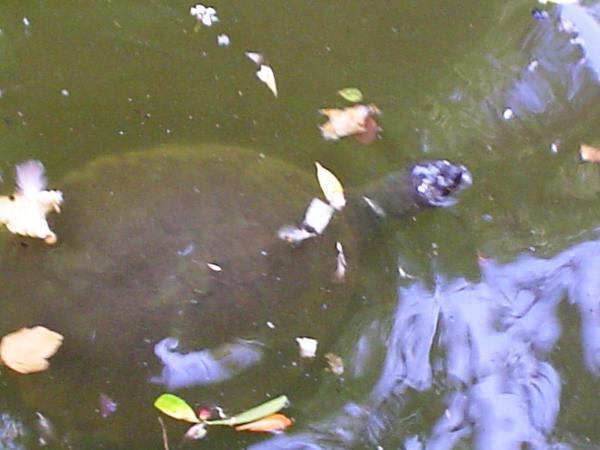 Tortoise in duck pond