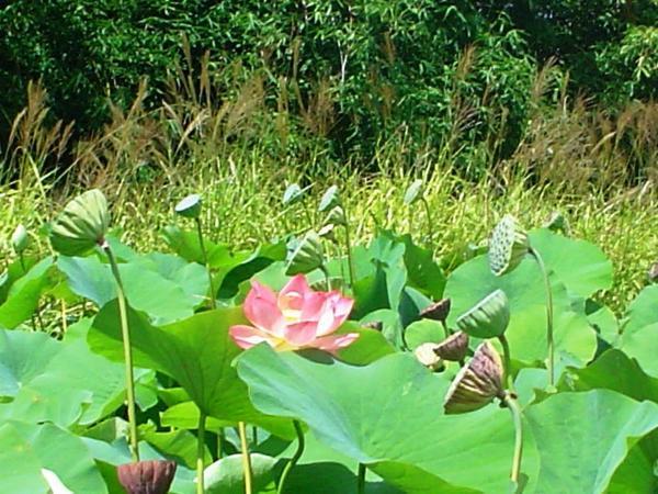 Giant lilys in lily pond
